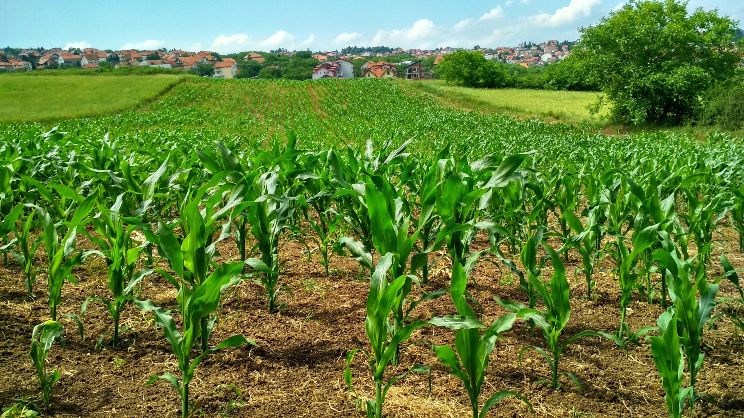 corn field